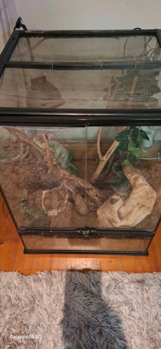 Cameleon - Image 2