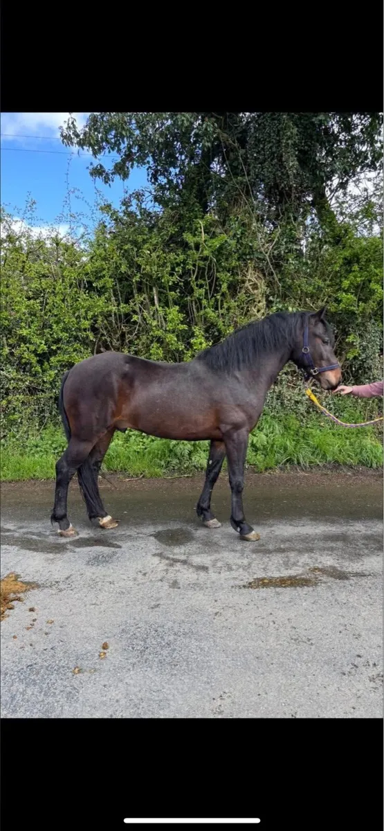 2 Connemara Stallions @ stud - Image 1