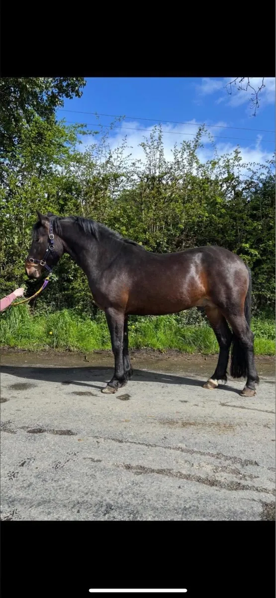 2 Connemara Stallions @ stud - Image 2