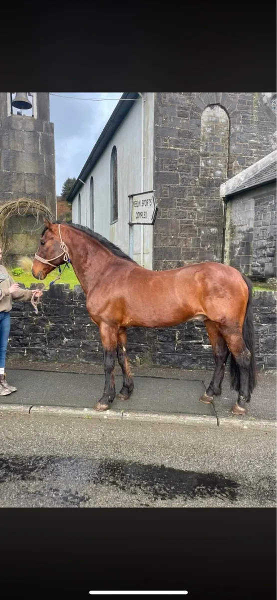 2 Connemara Stallions @ stud - Image 3