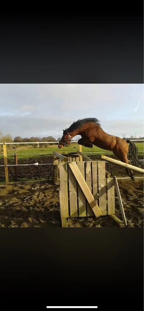 2 Connemara Stallions @ stud - Image 4