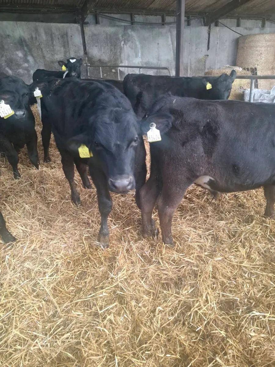 Calves - Image 1