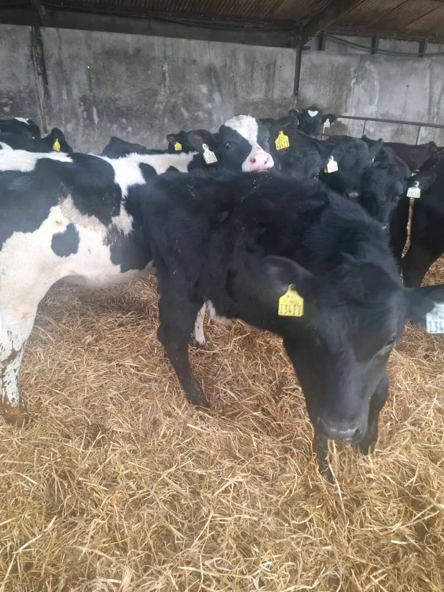 Calves - Image 2