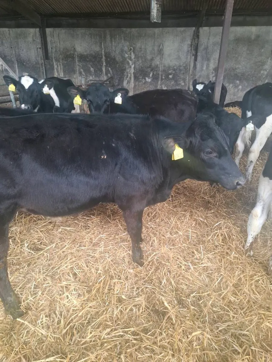 Calves - Image 3