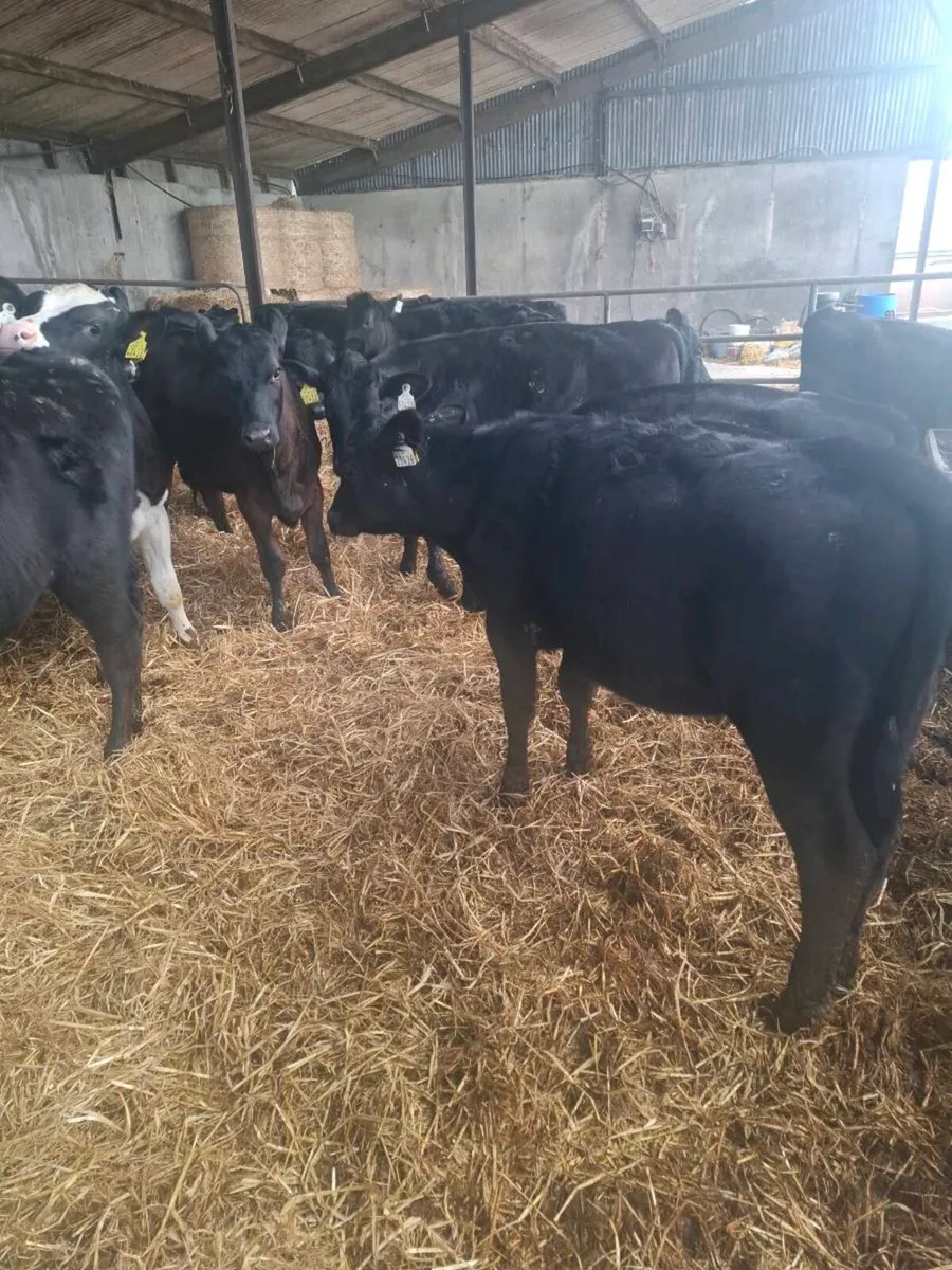 Calves - Image 4