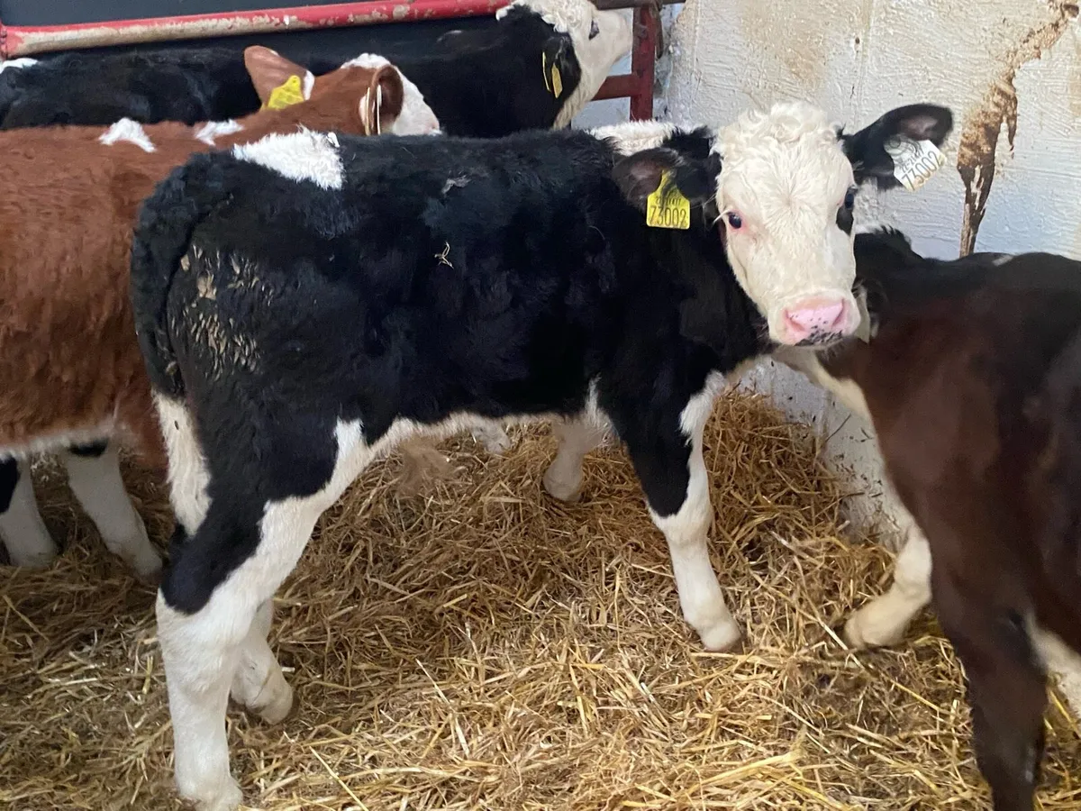 OAD Bulls And Heifers - Image 1