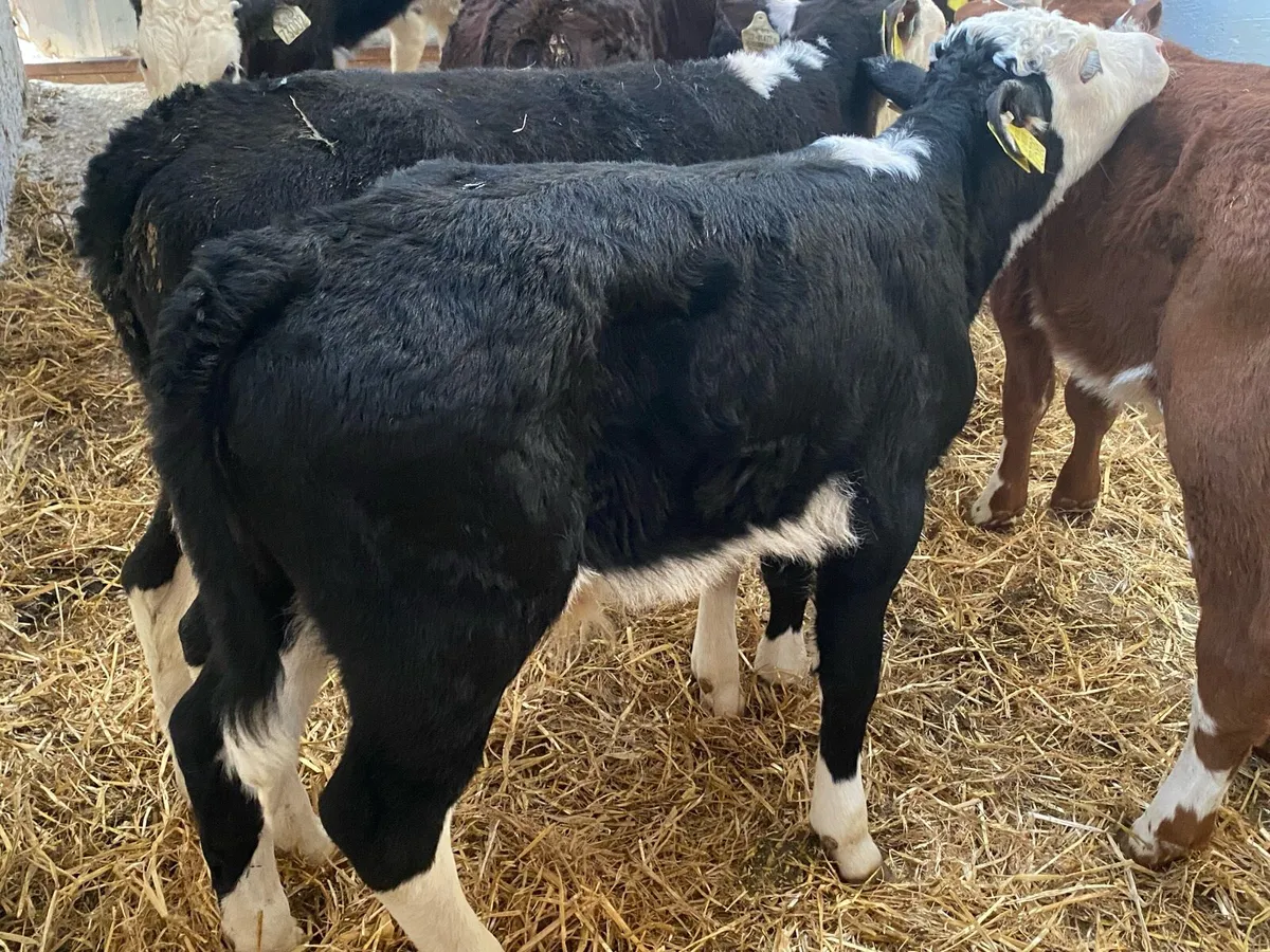 OAD Bulls And Heifers - Image 3