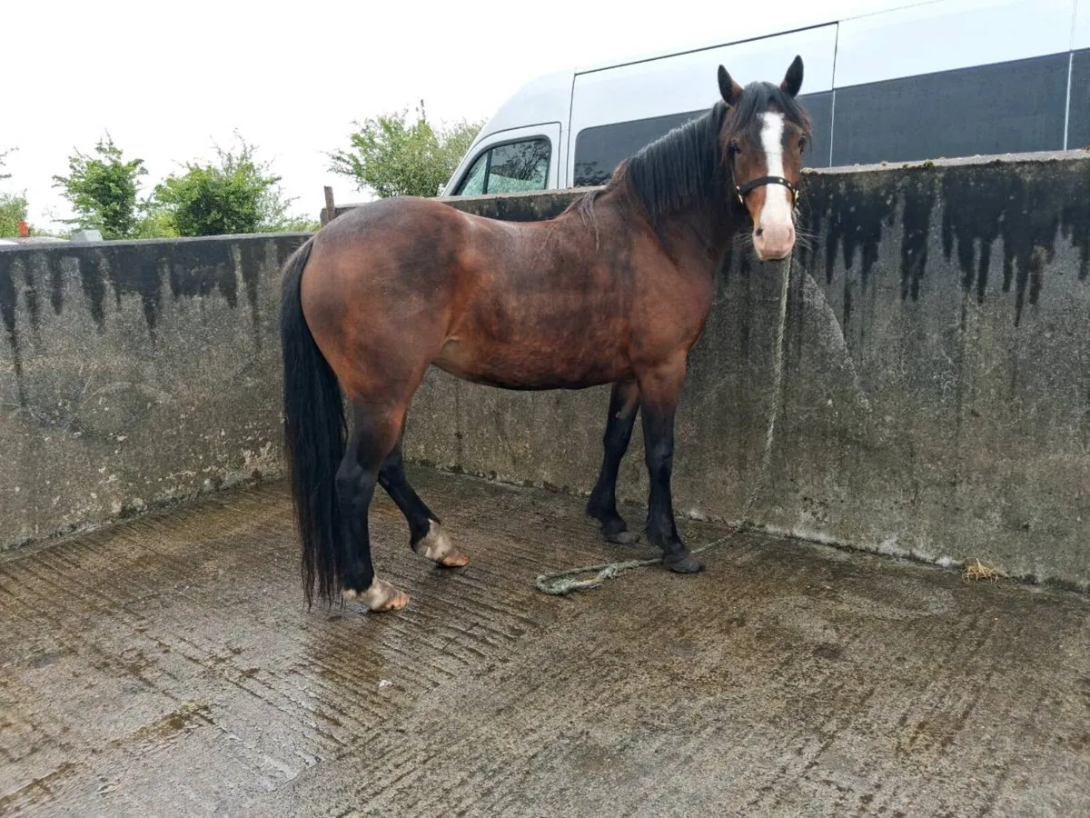 Pony for sale - Image 1