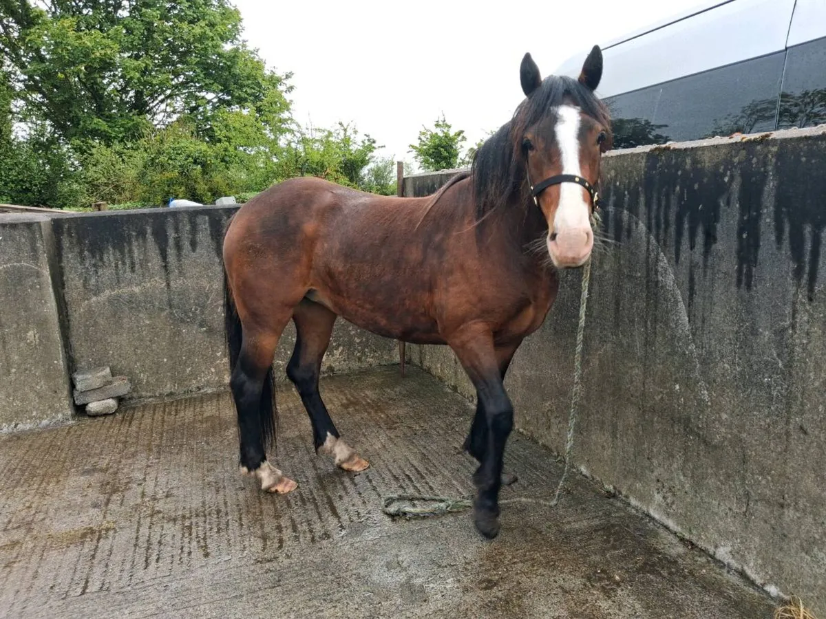 Pony for sale - Image 2