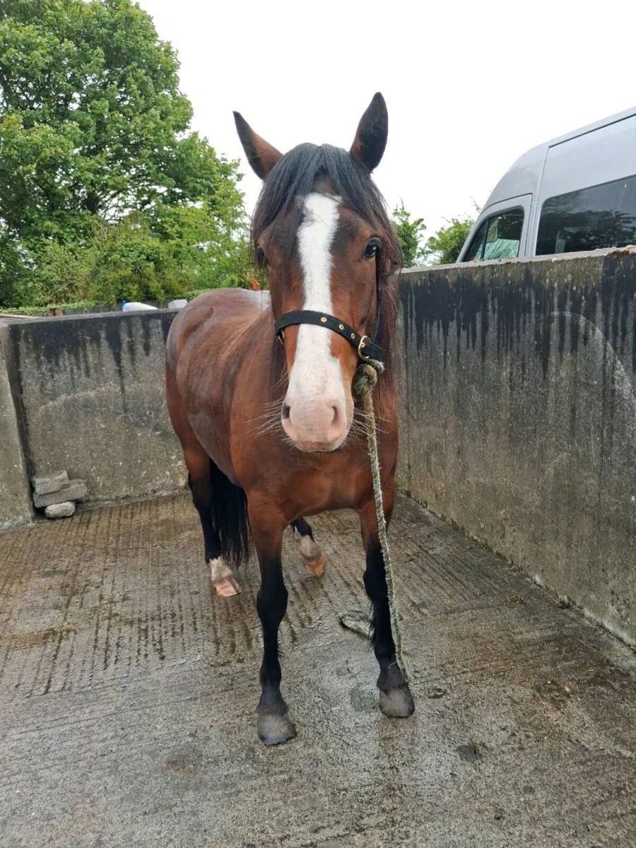 Pony for sale - Image 3