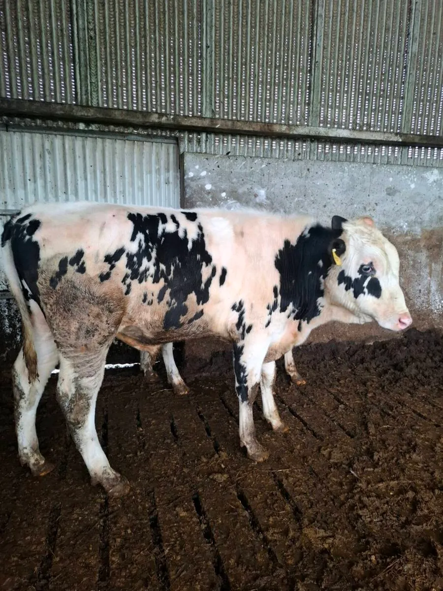 Friesian Bulls - Image 1
