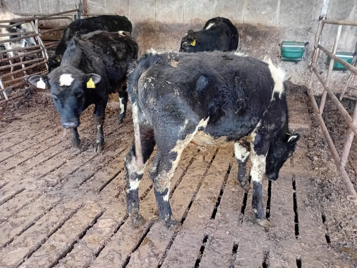 FOR SALE 4 sh and 1 AA weanling bulls - Image 1