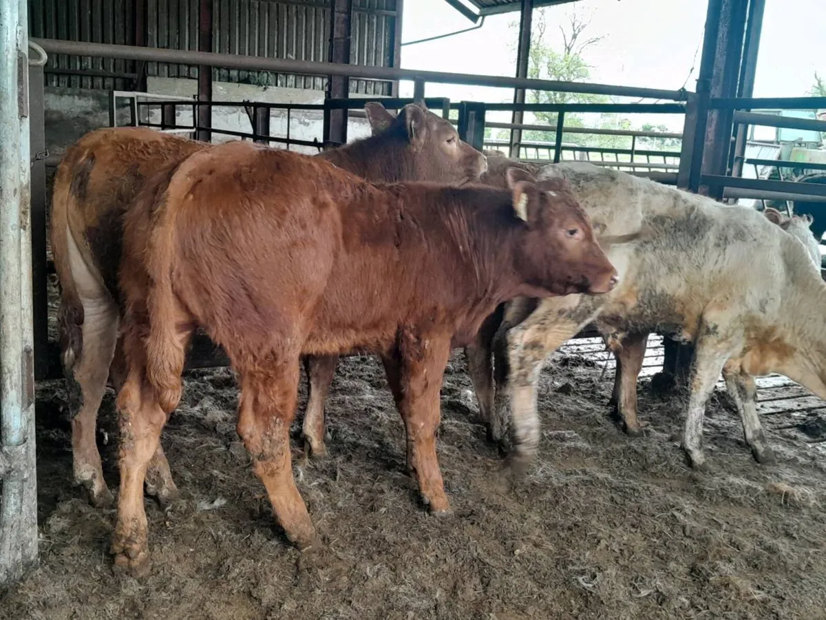 4 Smashing bull Weanlings - Image 2