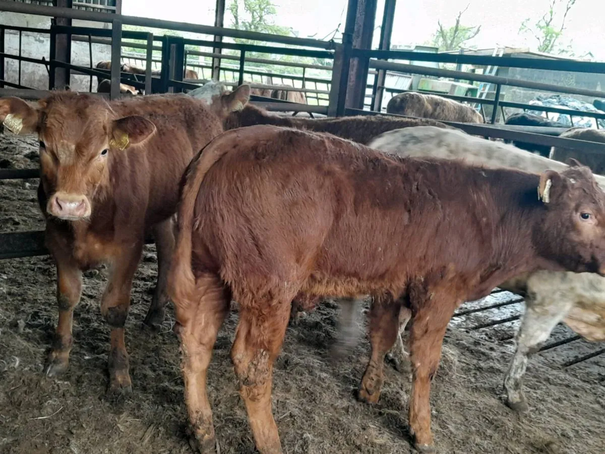 4 Smashing bull Weanlings - Image 3