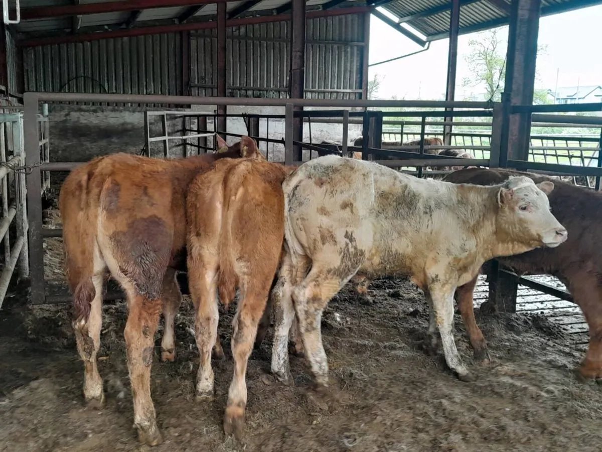 4 Smashing bull Weanlings - Image 4