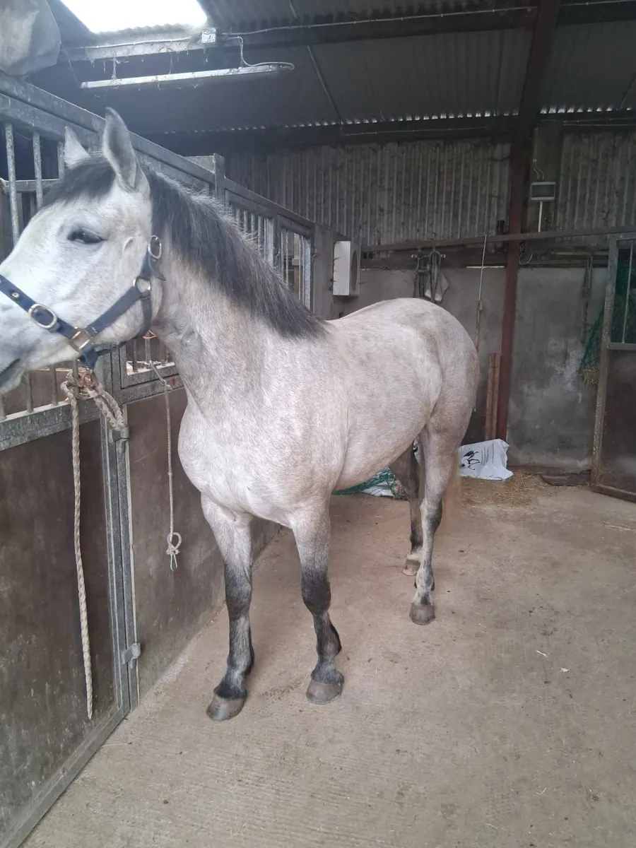 Connemara Pony - Image 3