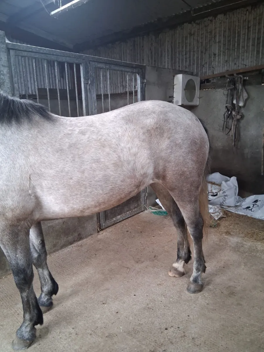 Connemara Pony - Image 2