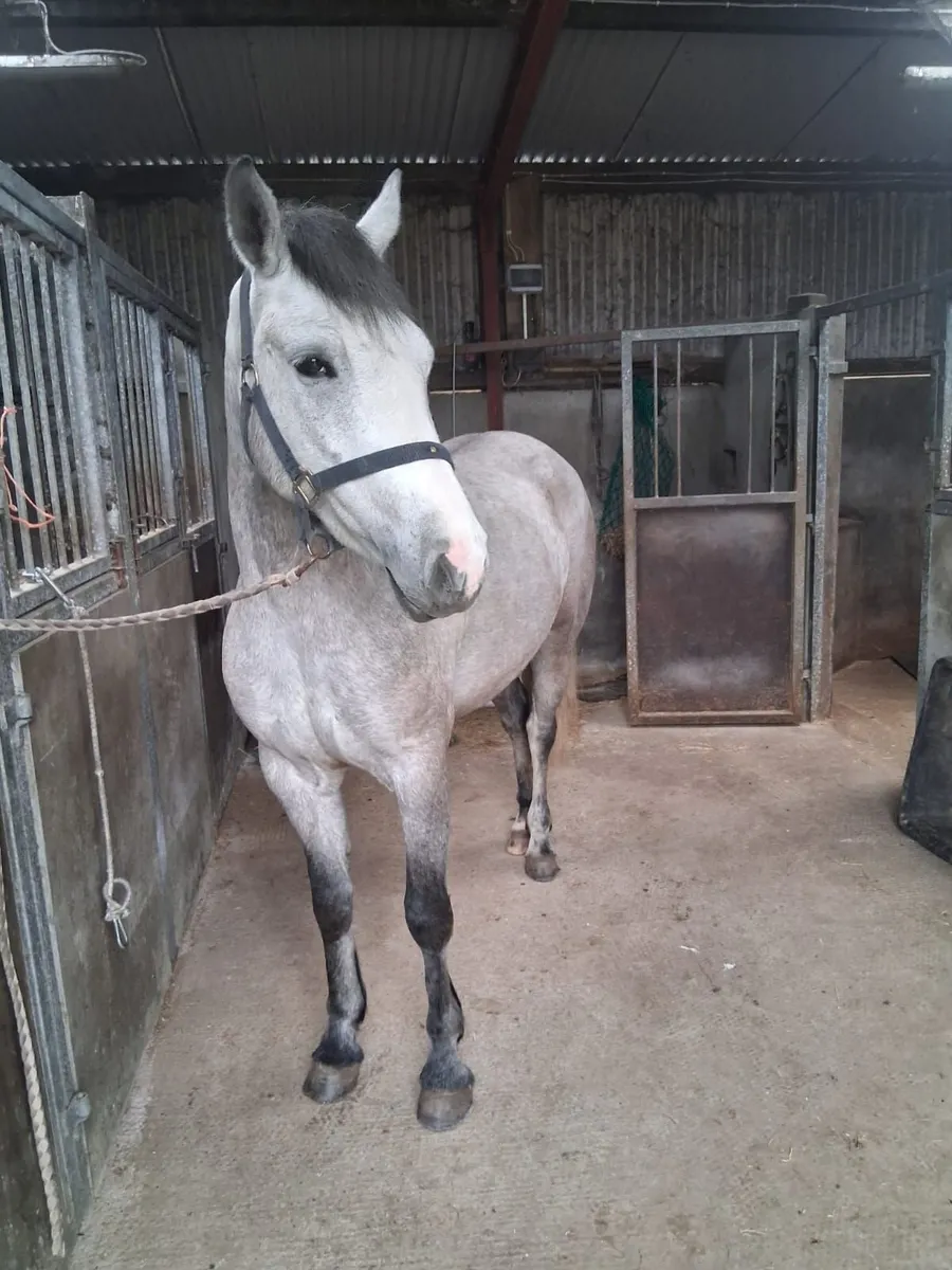 Connemara Pony - Image 4