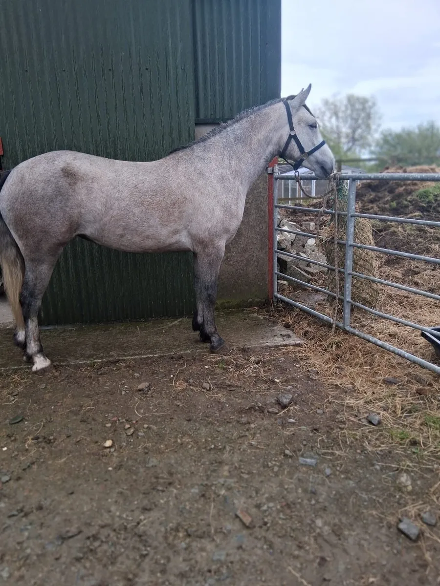 Connemara Pony - Image 1