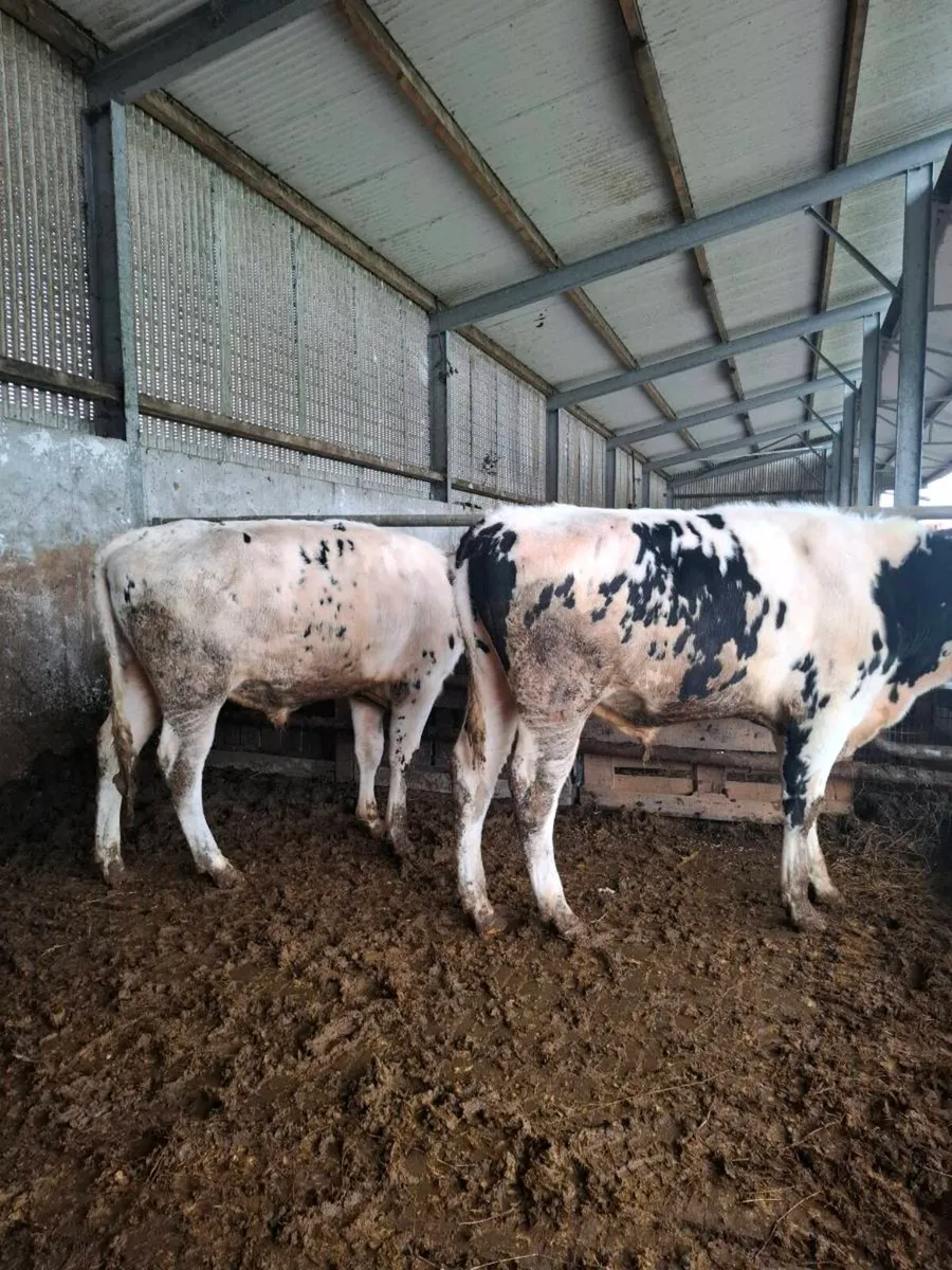 Friesian Bulls - Image 2