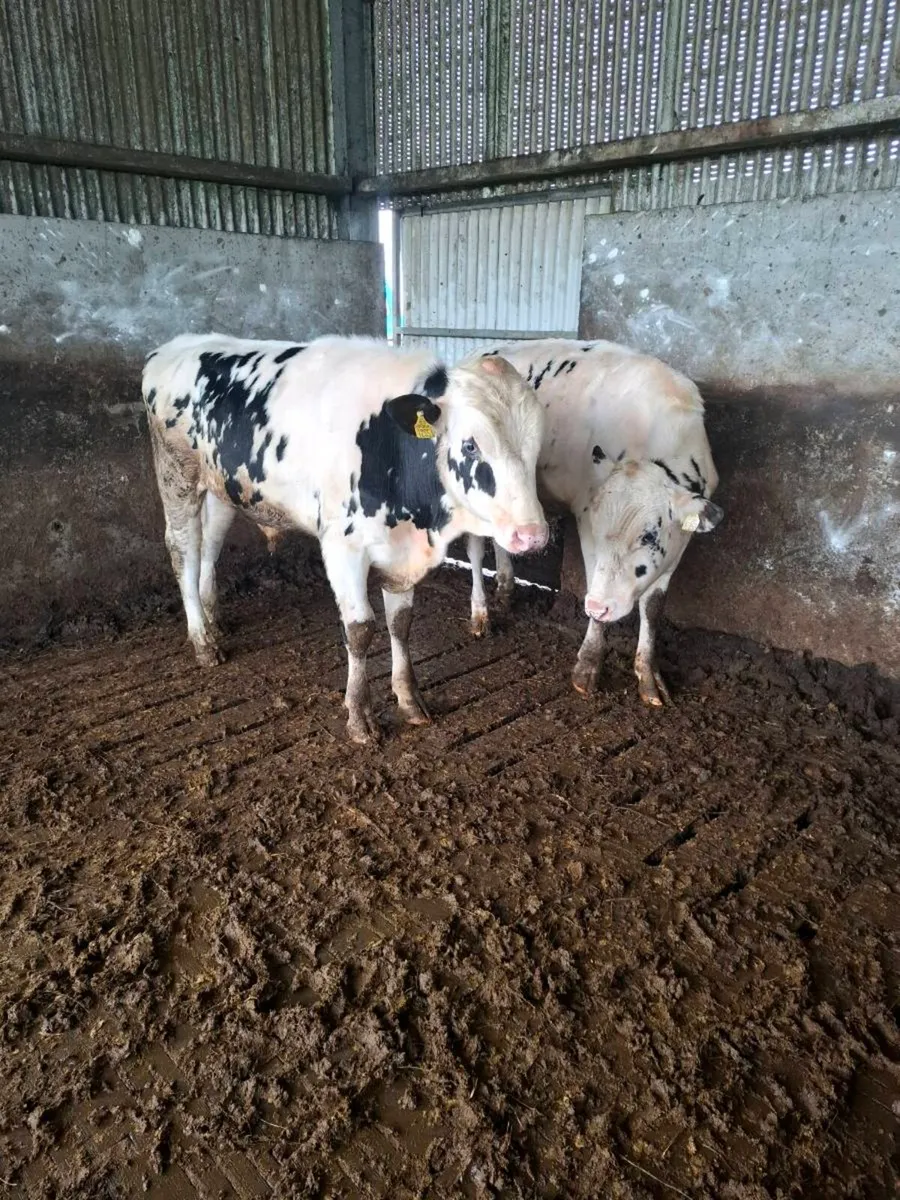 Friesian Bulls - Image 3