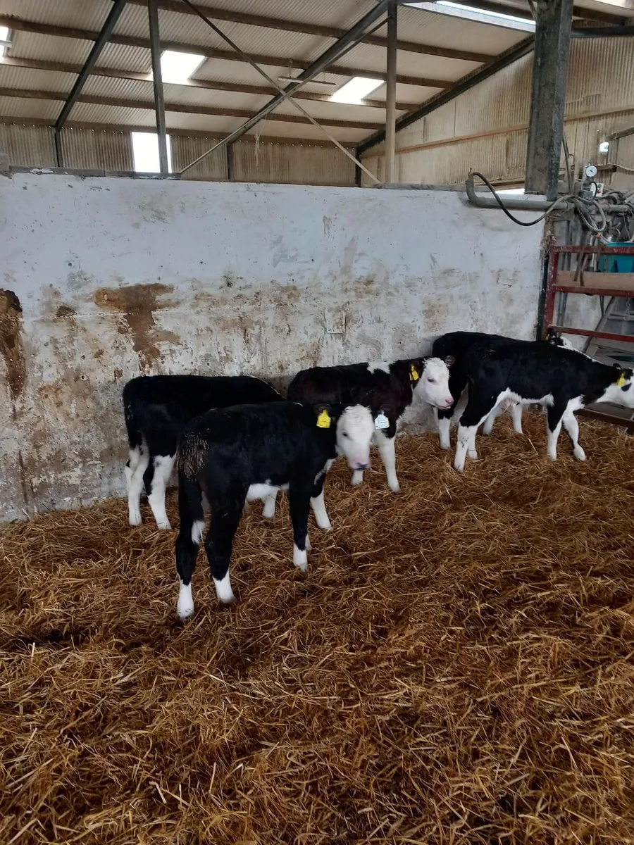 6 Hereford calves - Image 1