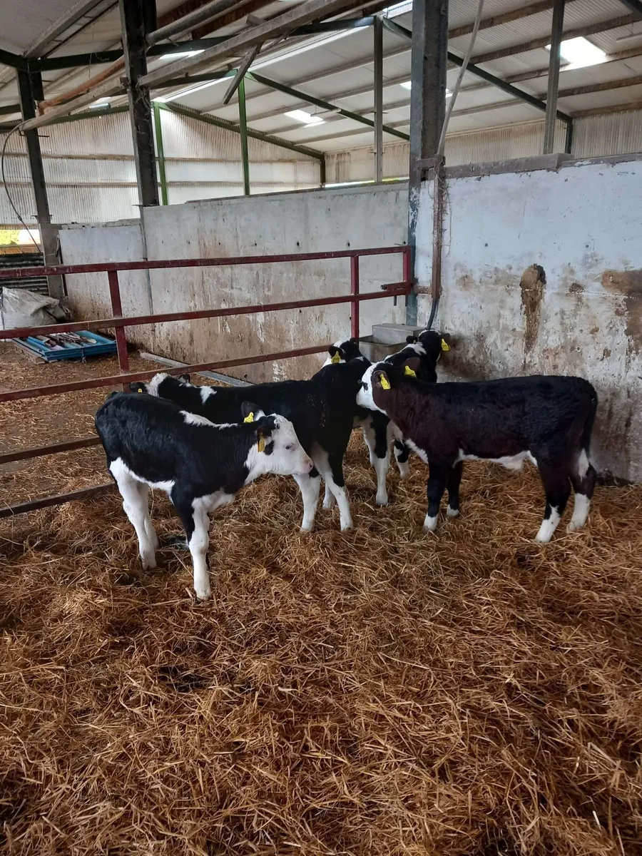 6 Hereford calves - Image 2