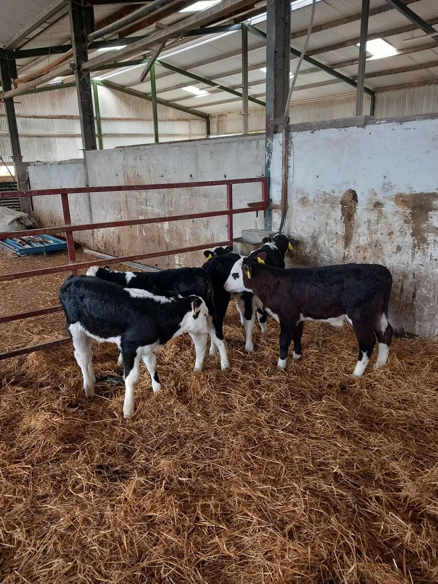 6 Hereford calves - Image 3