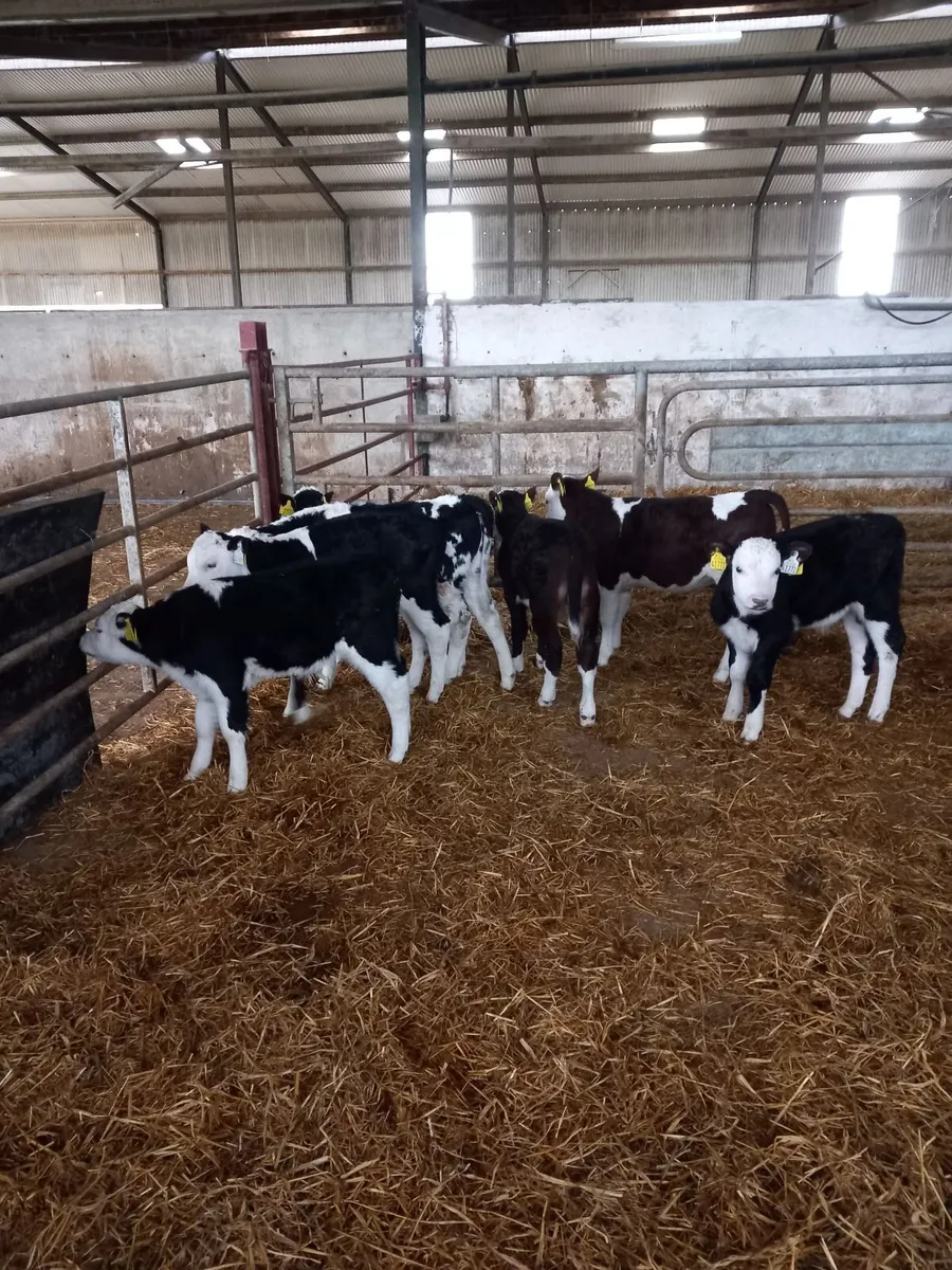 6 Hereford calves - Image 4