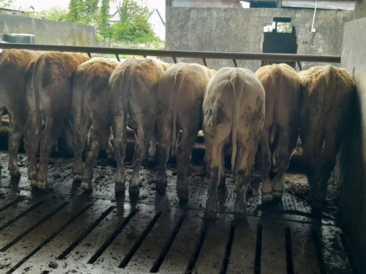 12 Smashing Golden Charlaois Bullocks - Image 2