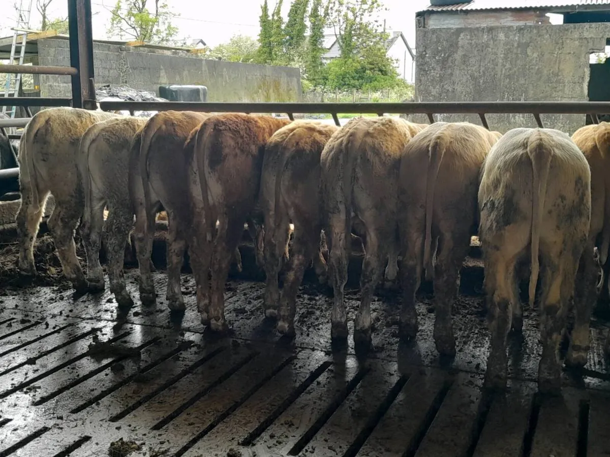 12 Smashing Golden Charlaois Bullocks - Image 3