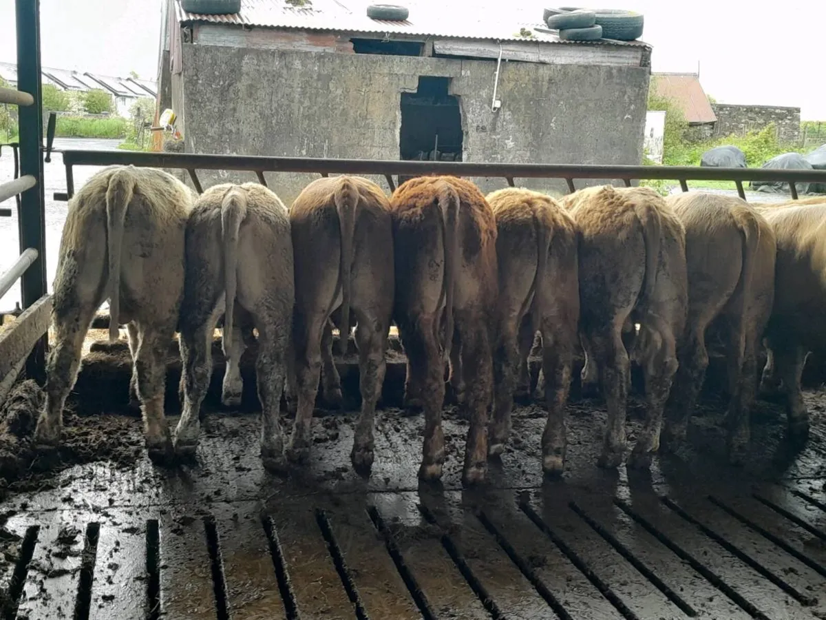 12 Smashing Golden Charlaois Bullocks - Image 4