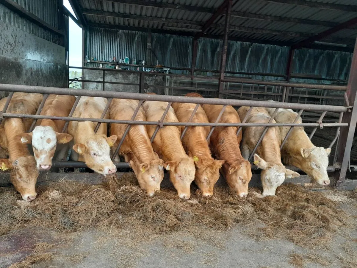 12 Smashing Golden Charlaois Bullocks - Image 1