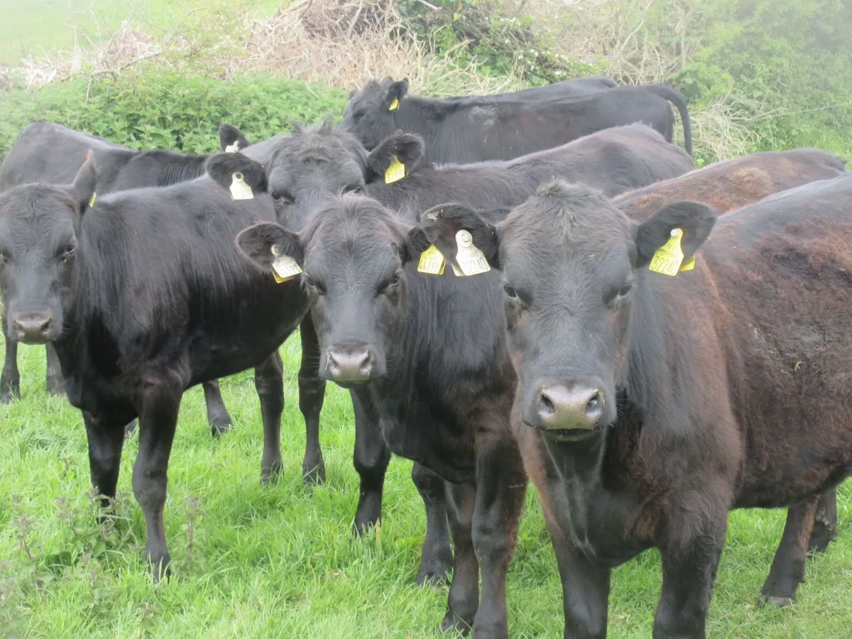 25 aberdeen angus heifers - Image 1