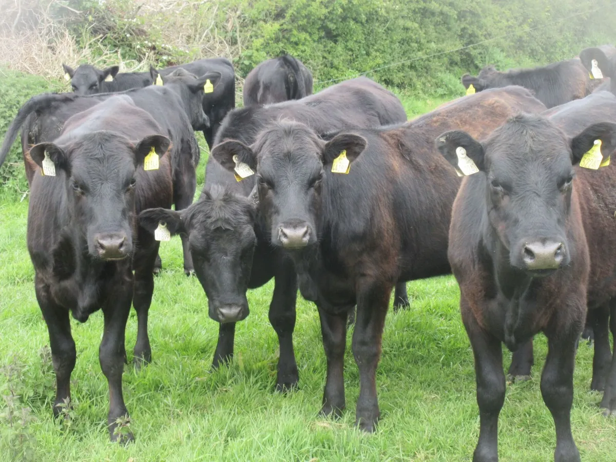 25 aberdeen angus heifers - Image 3