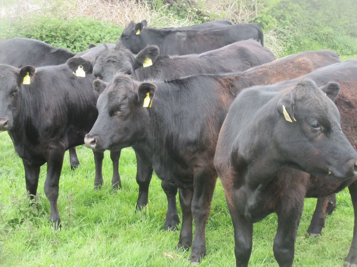 25 aberdeen angus heifers - Image 2