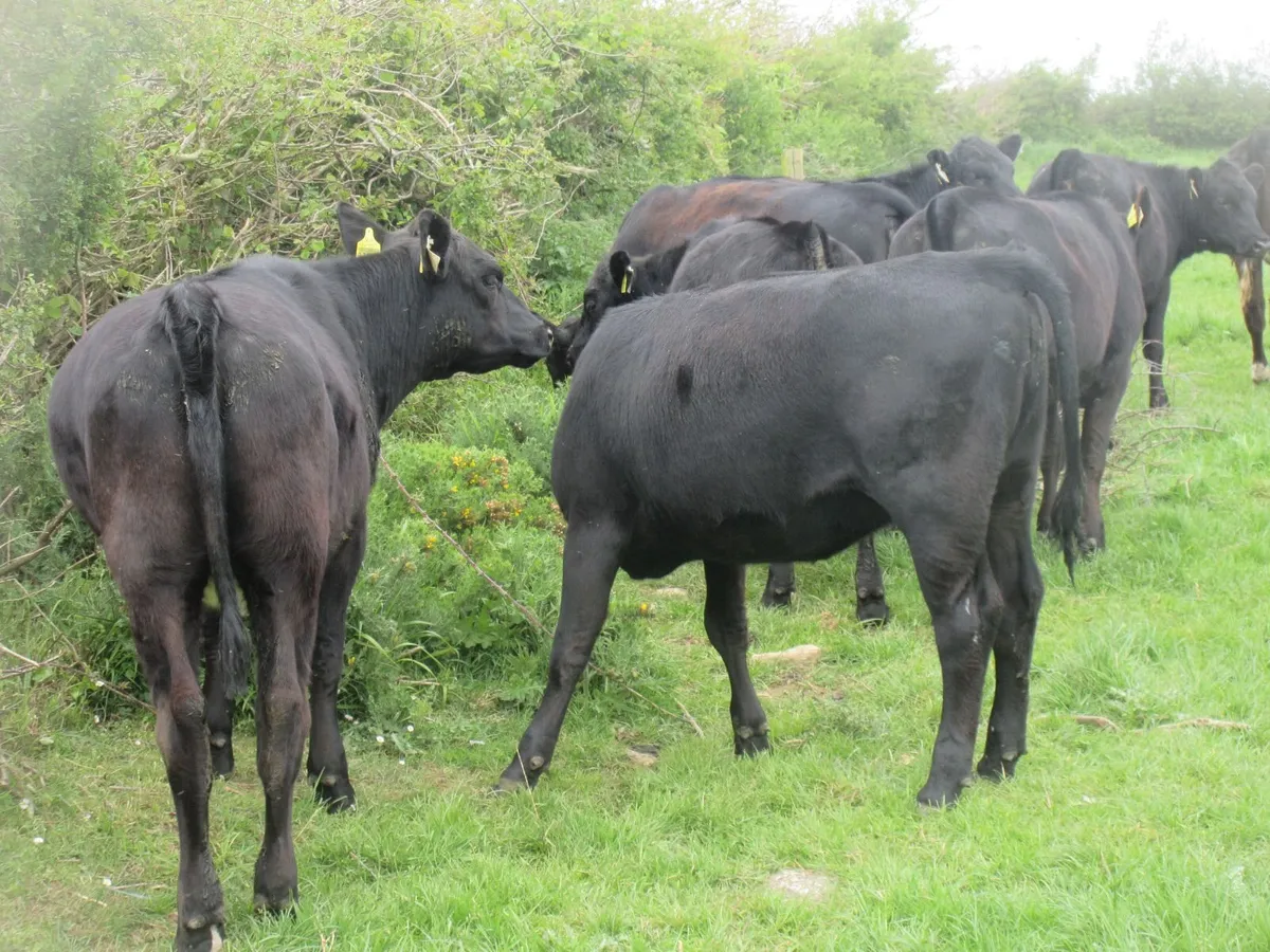 25 aberdeen angus heifers - Image 4