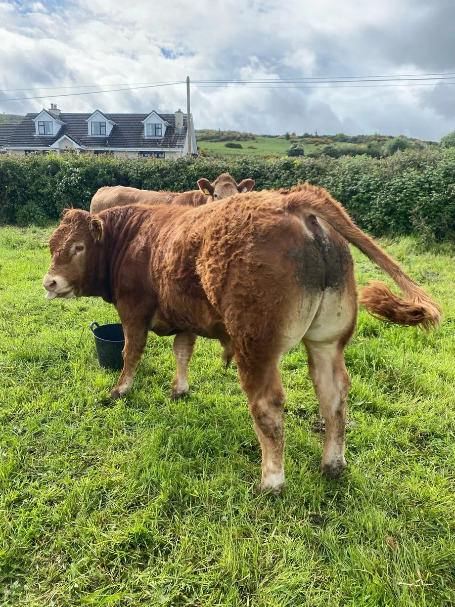 Purebred Limousin Bull - Image 3