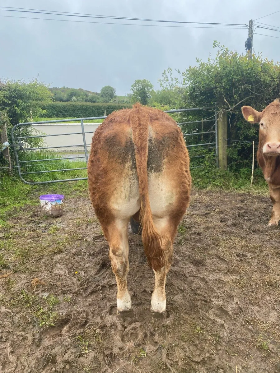 Purebred Limousin Bull - Image 4