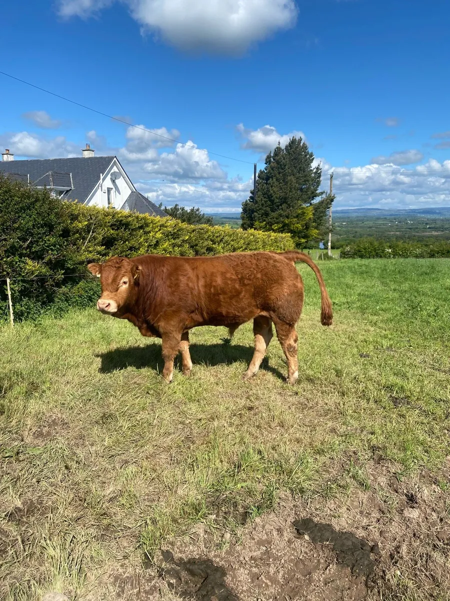 Purebred Limousin Bull - Image 1