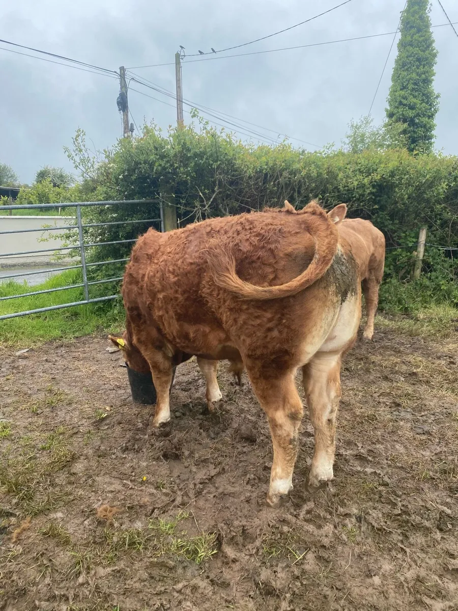 Purebred Limousin Bull - Image 2