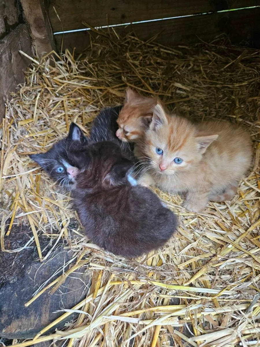 Kittens - Image 1