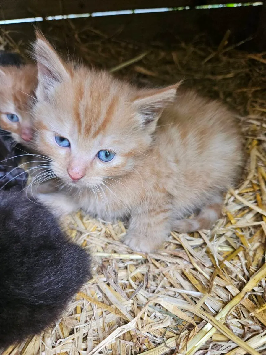 Kittens - Image 2
