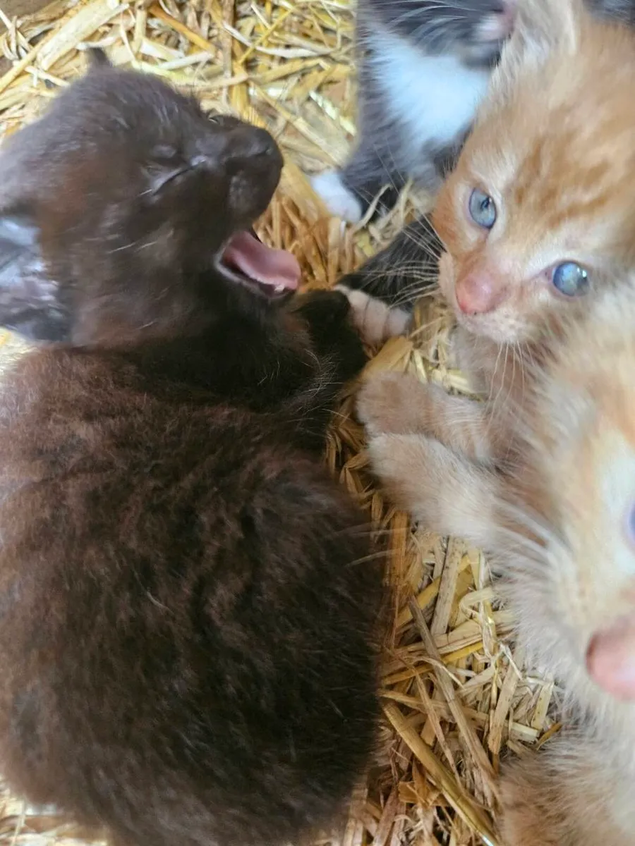 Kittens - Image 2