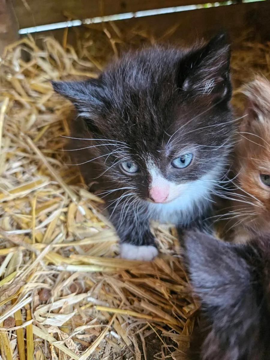 Kittens - Image 3