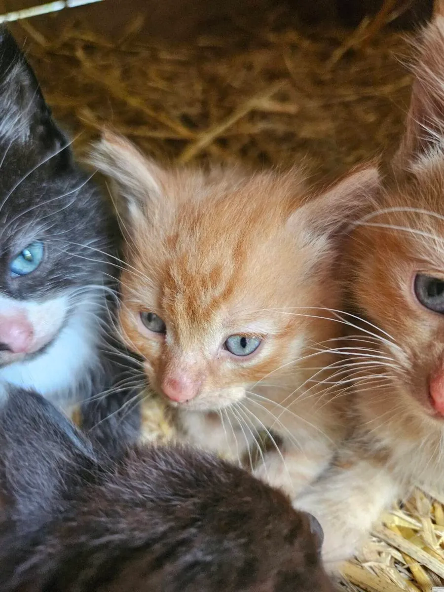 Kittens - Image 4