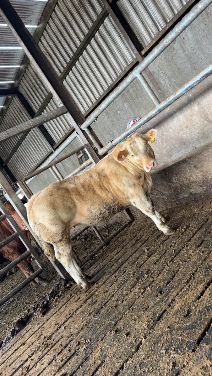 Weanling heifer for Gortatlea mart - Image 1