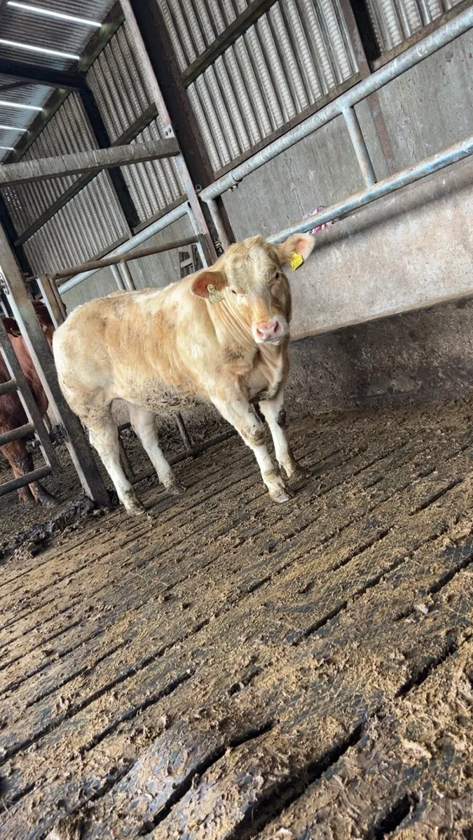 Weanling heifer for Gortatlea mart - Image 2