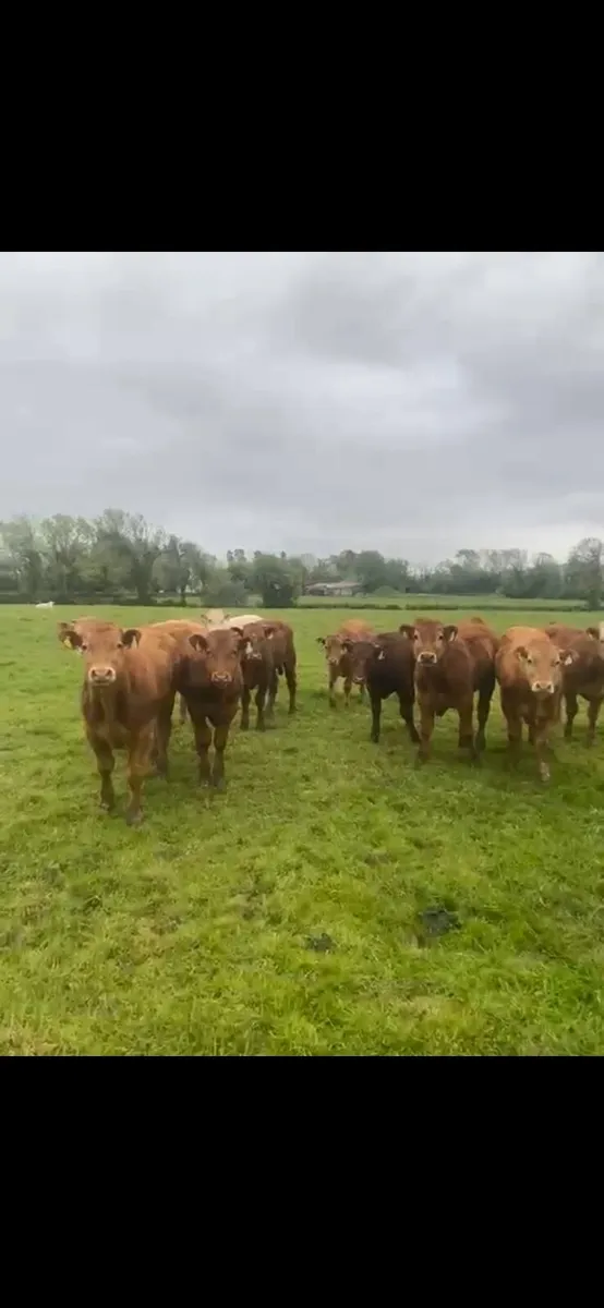 30 super suckler bullocks - Image 1