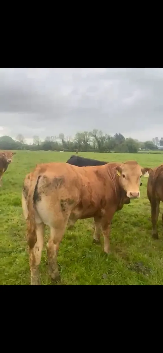 30 super suckler bullocks - Image 2